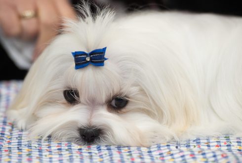 Benidorm court refuses joint custody of a Maltese pet dog as Civil Code changes have not become law in Spain