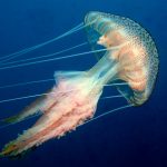 Pelagia Noctiluca Purple Striped Jellyfish