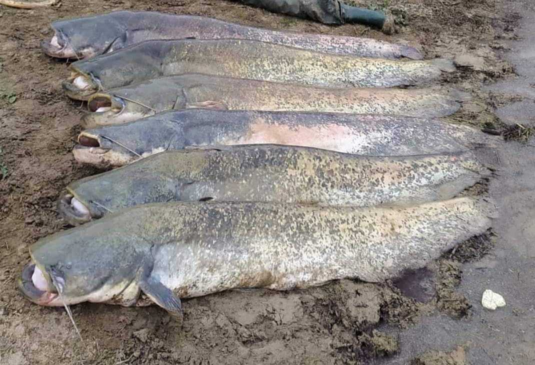 CATFISH: Image of six catfish, sent by an Olive Press reader.