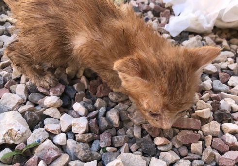 PURRRRING CAR: Kitten rescued by police in Spain’s police after being stuck inside car engine for hours