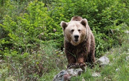 Canatabrian Bear, http://www.osodeasturias.es/