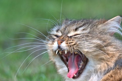 Cats feast on eating part of their dead owner in her Madrid area apartment in Spain