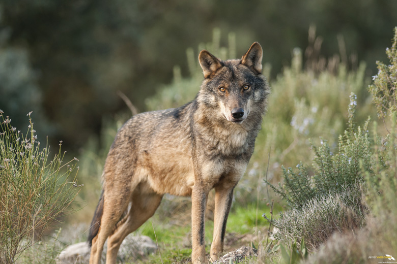 Lobo Iberico Por Javier Valladares 01