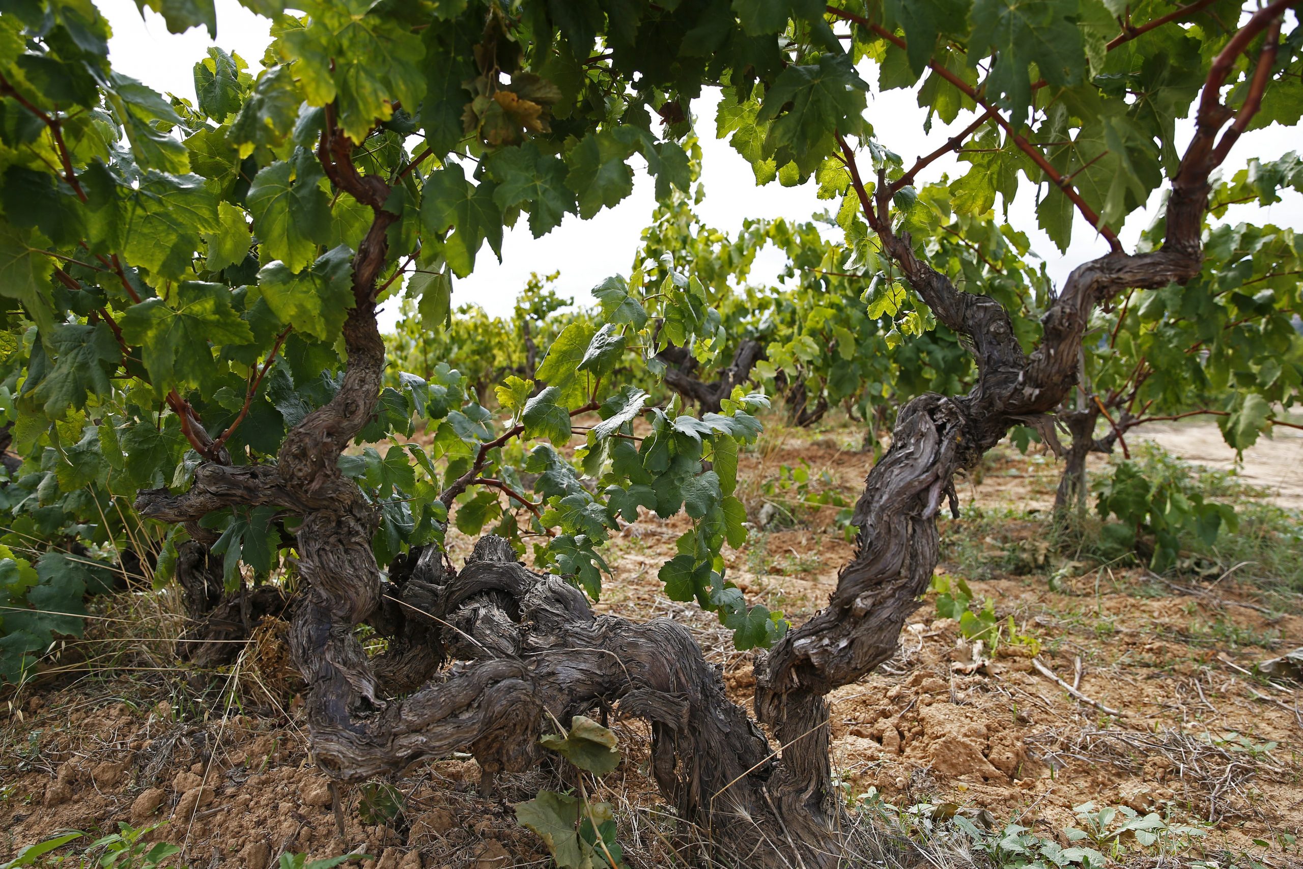 Cava grapes Requena