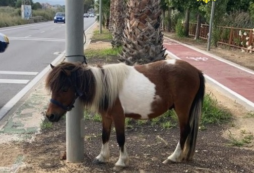 Alicante residents surprised by the sight of a pony popping next to a busy road in Spain's Costa Blanca