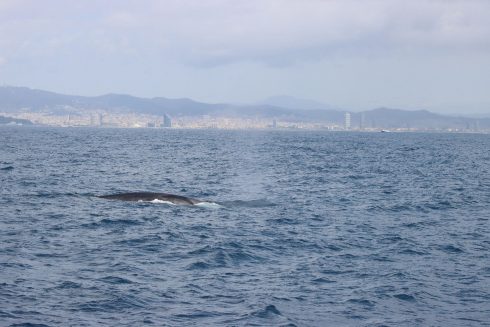 Barcelona Whale