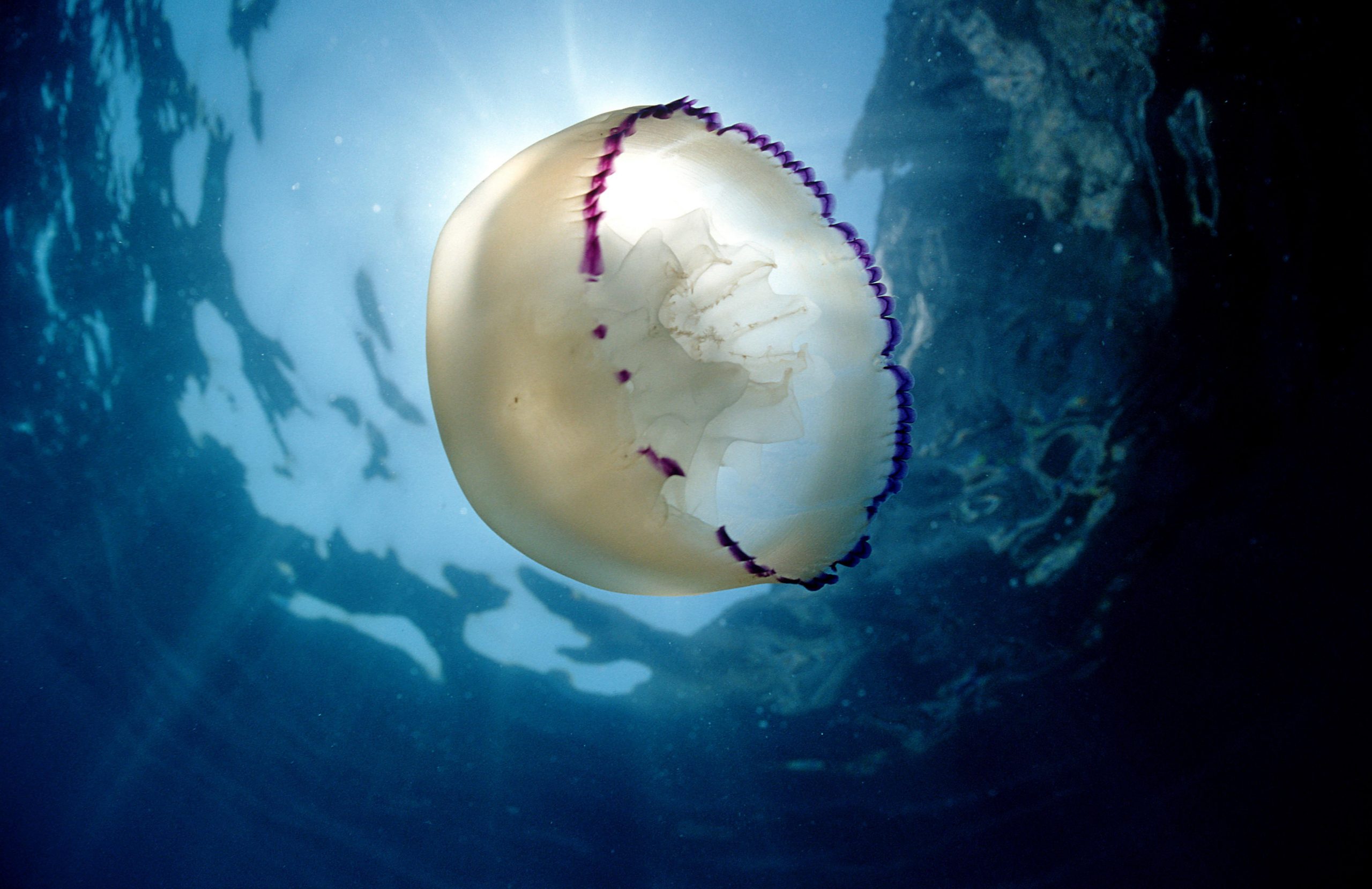 Jellyfish Gandia