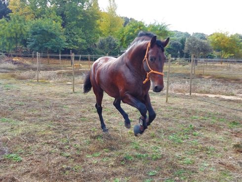 Lacuadra Ronda Luxury Stables Livery Collage Odin Original 2 1 1030x773 1