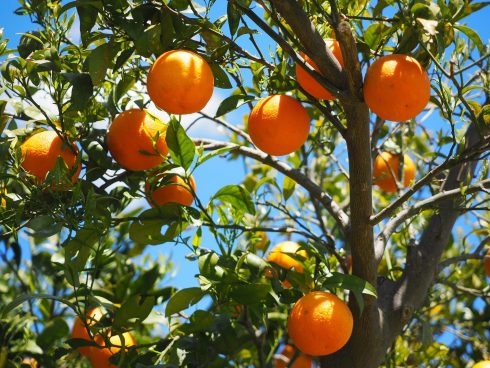 Orange Trees