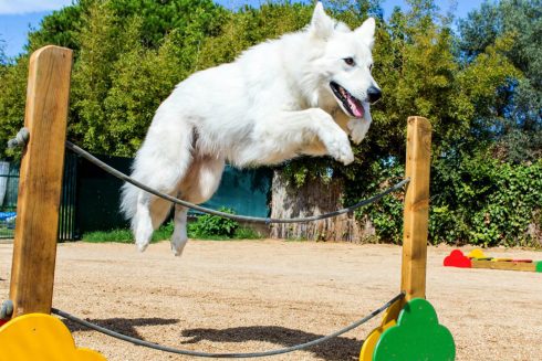 Dog Agility