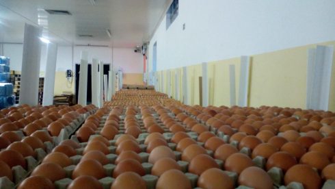 Illegal Eggs