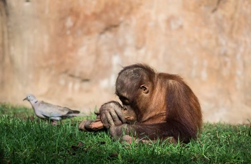 Bornean Orangutan At Bioparc Fuengirola In Malaga, Spain 14 Aug 2021