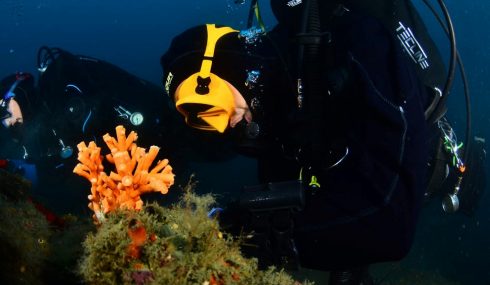 Pioneering sea farm is rescuing damaged rare coral off the coast of Spain's Andalucia