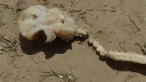 Ugly Looking Skeletal Head Belongs To Washed Up Shark On A Costa Blanca Beach In Spain