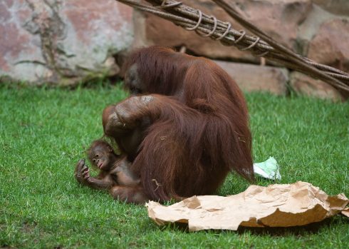 Bornean Orangutan At Bioparc Fuengirola In Malaga, Spain 14 Aug 2021