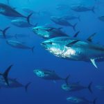 Atlantic bluefin tuna