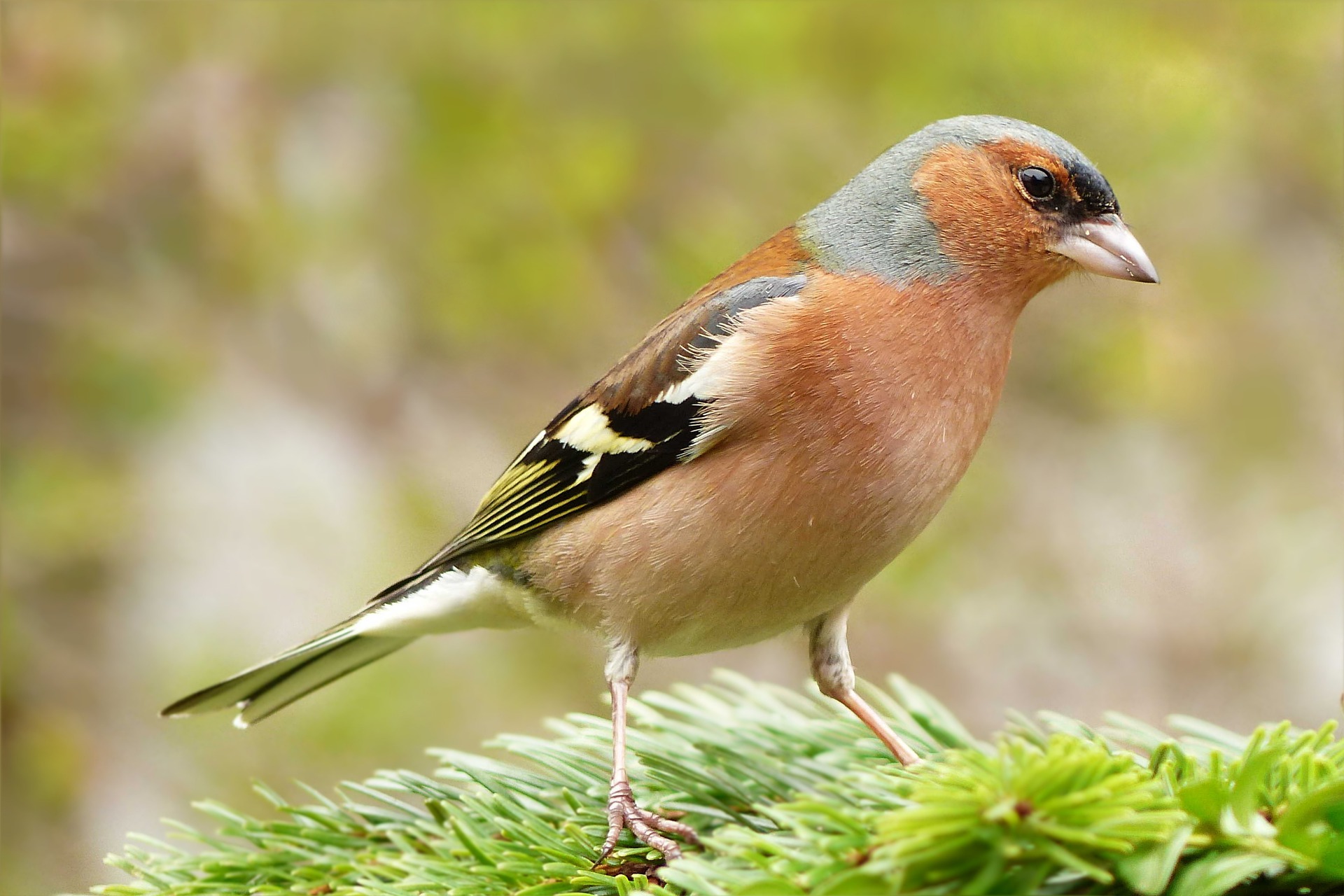 First bird census in Spain’s Sierra de las Nieves detects 82 bird species