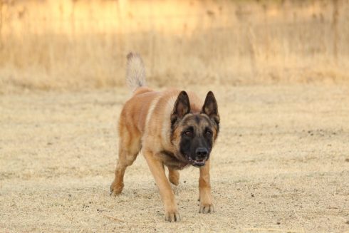 Malinois Dog 5591141 1920