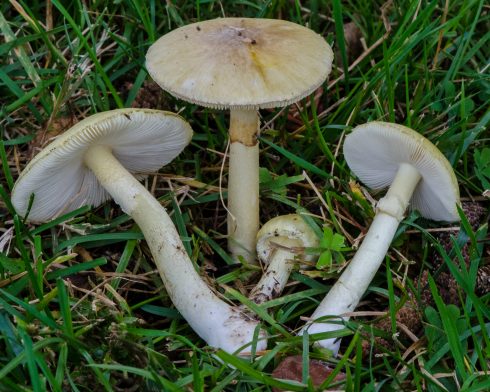 Amanita Phalloides Death Cap Wikicommons