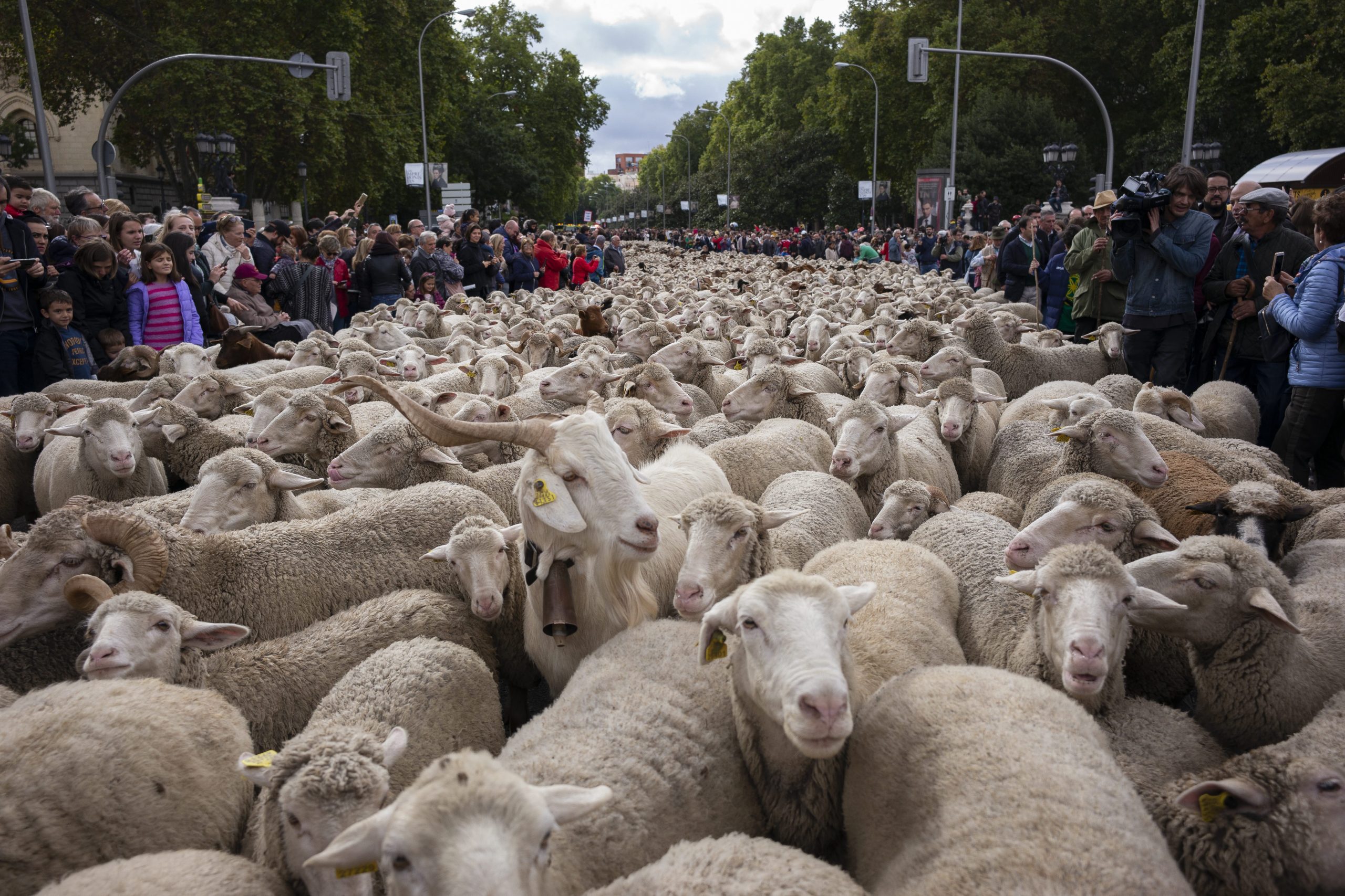 'fiesta De La Transhumancia' In Madrid