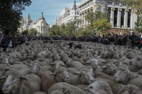 Fiesta De La Trashumancia En Madrid