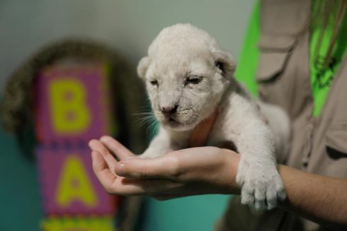 White Cub