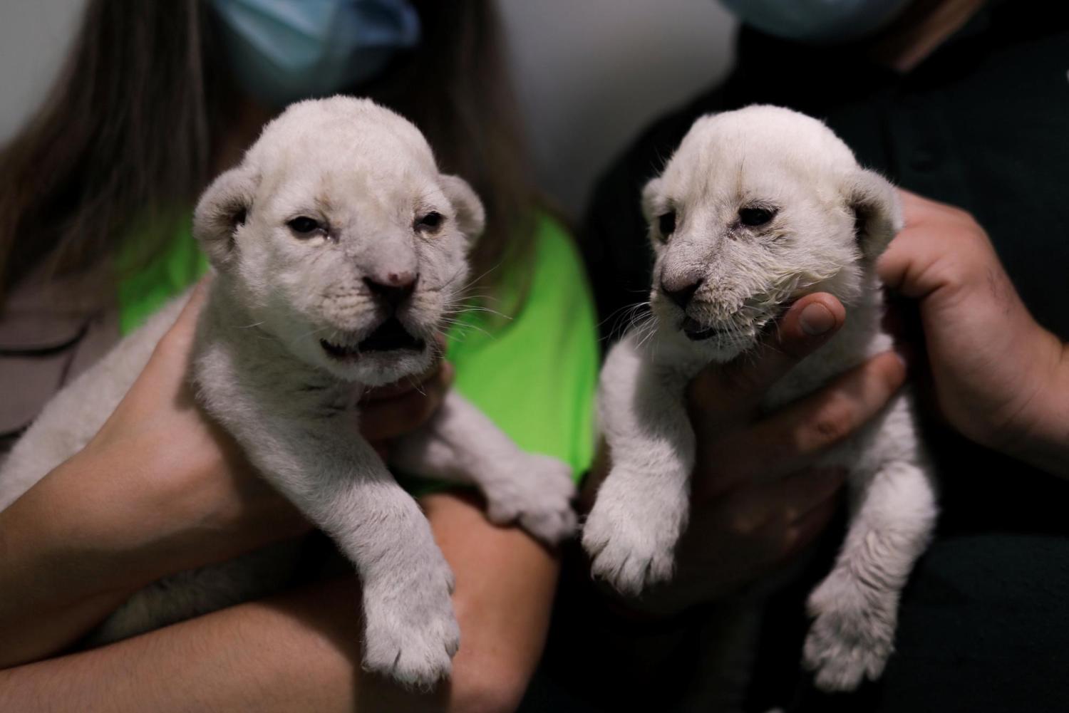 White Lion Canbs