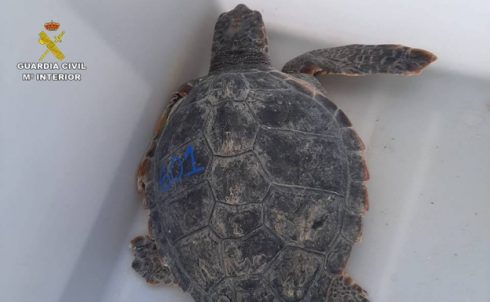 One Of The Rescued Turtles