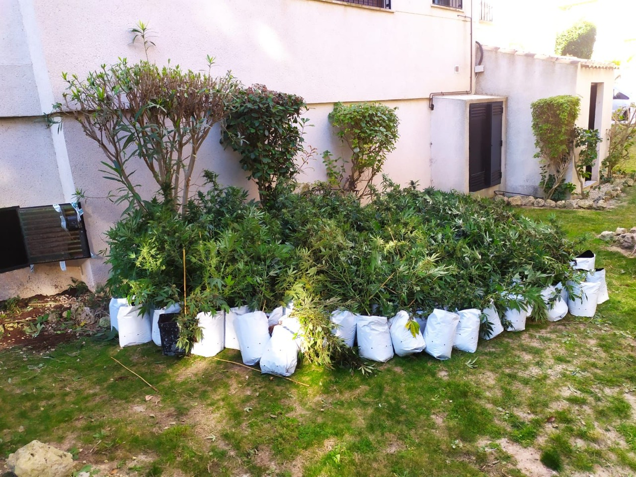 Policía Local Marihuana