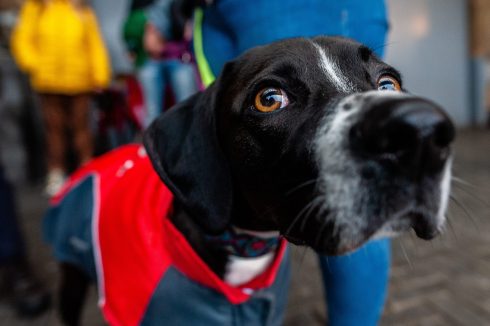 Demonstration Against The Abuse Of Greyhounds And Podenco In Spain Took Place In Amsterdam