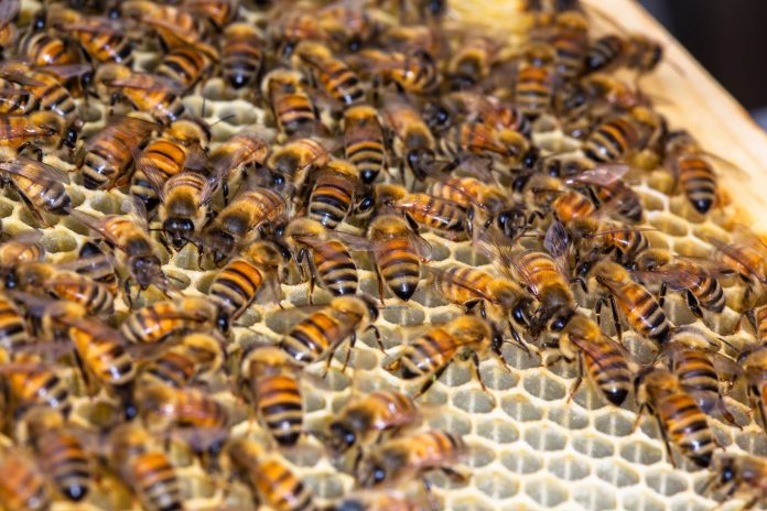 Sweet survival: Bees buried by ash during volcanic eruption on Spain's ...