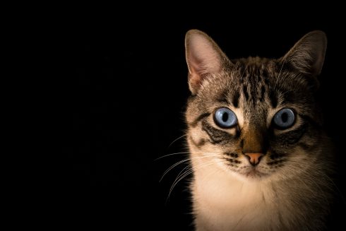 cat spain Pacto Visual / Unsplash