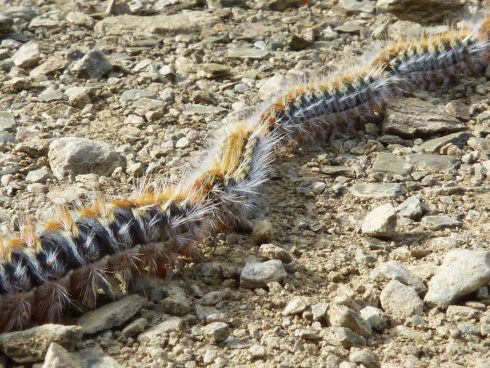 Annual Battle On Spain's Costa Blanca Against Processionary Caterpillar Nests
