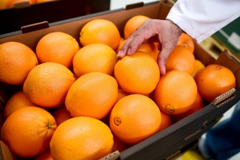 Orange growers in Spain's Costa Blanca and Valencia areas rally against cheap imports