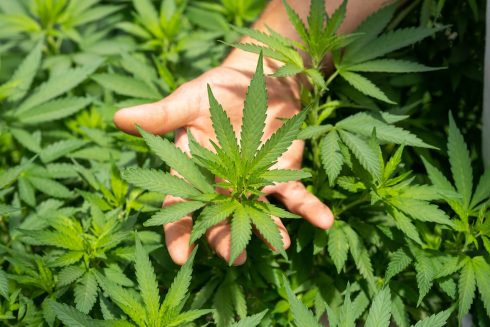 Crystalweed Cannabis Unsplash