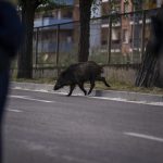 Un Jabali Corretea Libremente Por Las Calles De Molins De Rei, Barcelona