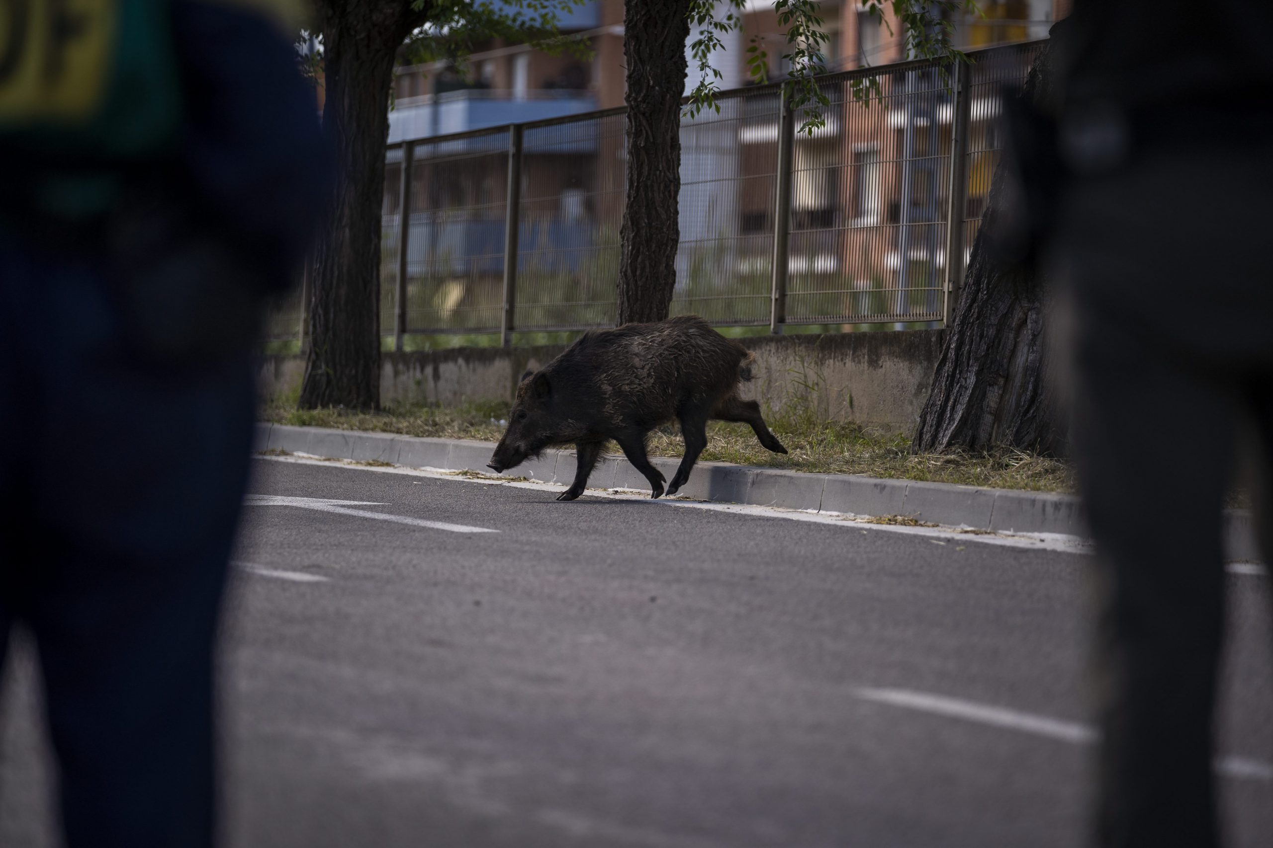 Un Jabali Corretea Libremente Por Las Calles De Molins De Rei, Barcelona