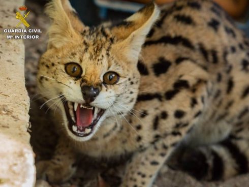 African wild cat is coaxed to safety on Costa Blanca farm in Spain