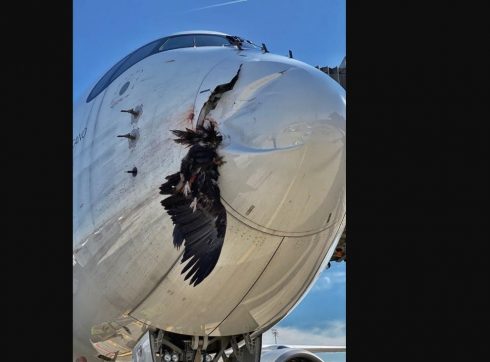 Iberia Barajas A350 Vulture Bird Strikecontroladores Twitter