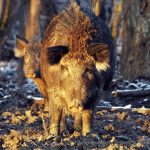 War on wild boars declared in Spain's Murcia in special 'hunting emergency'