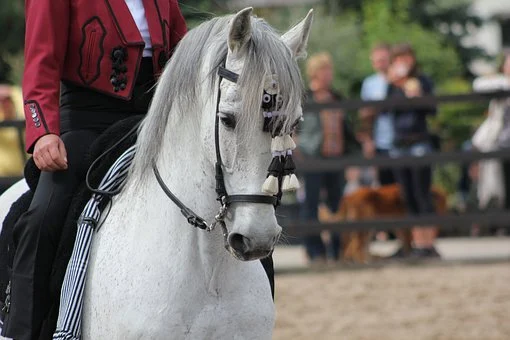 Andalusians 3123720 340