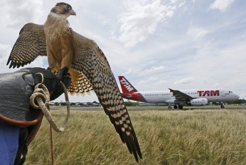 Paraguay Asuncion Environment Falconry