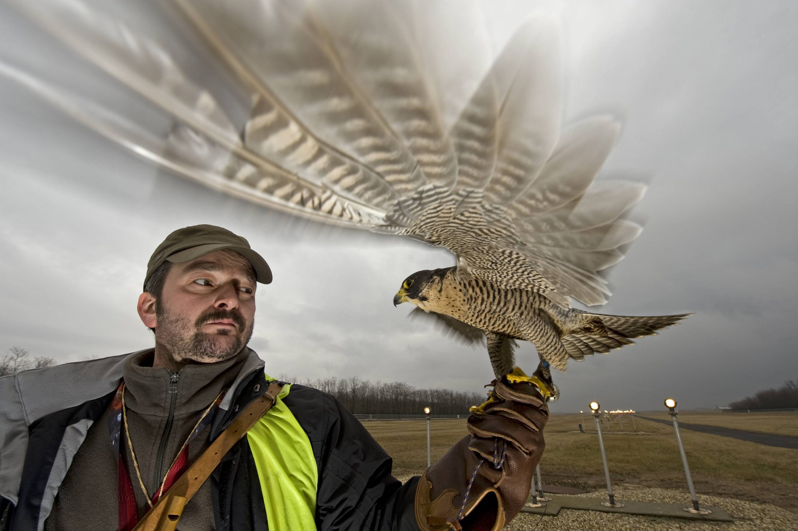 Animal,animals,wildlife,vertebrate,vertebrates,chordate,chordates,birds,birds Of Prey,raptor,raptors,falconidae,falcon,falcons,falco Peregrinus,peregrine Falcon,sideways Glance,people,human,humans,person,european Descent,european,europeans,caucasian Ethnicity,caucasian,caucasians,white,adult,adults,mid Adult,mid Adults,mid Adult,mid Adults,males,men,only Men,one Man Only,one Man,mid Adult Men,mid Adult Man,mid Adult Men,motion,active,movement,one Person,1 Person,single,single Person,europe,eastern Europe,east Europe,hungary,budapest,technique,photographic Effect,blur,blurring,blurs,feathers,wings,gloves,buildings,terminal,terminals,transportation Building,airports,runway,airstrip,airstrips,landing Strip,landing Strips,runways,pests,hunt,hunts,falconer,falconers,1,wingspan,pest Control,men Only,bird Control,precaution,animals,vertebrates,chordates,raptors,falcons,males,men,buildings,animal,animals,wildlife,vertebrate,vertebrates,chordate,chordates,birds,birds Of Prey,raptor,raptors,falconidae,falcon,falcons,falco Peregrinus,peregrine Falcon,people,european Descent,caucasian Ethnicity,adult,adults,mid Adult,mid Adults,mid Adult,mid Adults,males,man,men,only Men,one Man,mid Adult Man,mid Adult Men,mid Adult Man,mid Adult Men,motion,active,movement,1 Person,single,single Person,europe,eastern Europe,east Europe,hungary,budapest,photographic Effect,feathers,wings,gloves,buildings,airports,runway,airstrip,airstrips,landing Strip,landing Strips,runways,pests,falconer,falconers,wingspan,pest Control,bird Control,precaution,