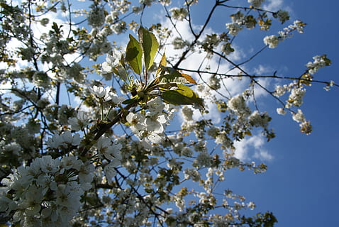 Almond Blossom 4