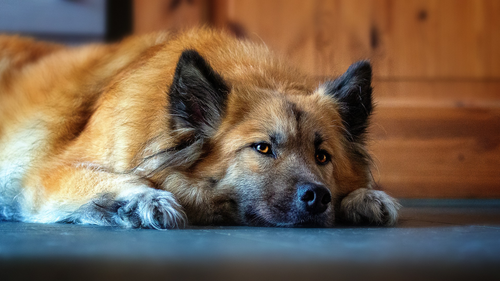 Canines to start helping out in the courtrooms in Spain’s Madrid