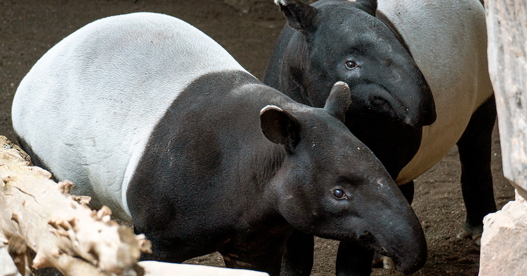 Tapir Malayo Bioparc Fuengirola