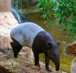 Tapir Credit Bioparc