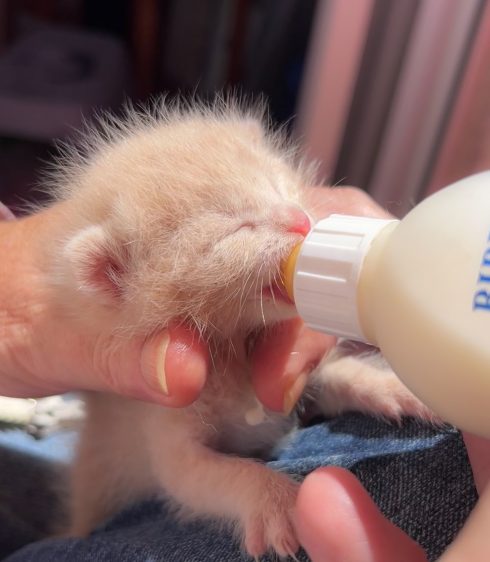 Bottle Feeding First Kitten