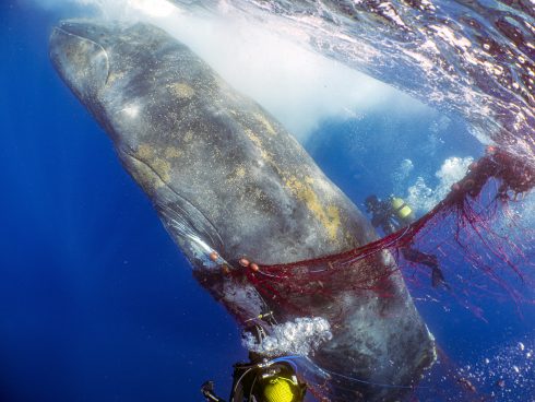 Rescue Of Humpback Whale Trapped In A Net In Mallorca