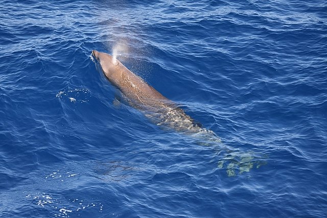 Beaked Whale